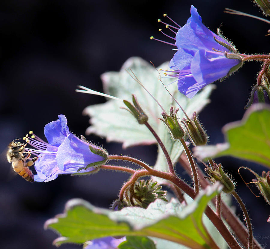 Pollinating a Desert Bluebell Photograph by Aaron Burrows