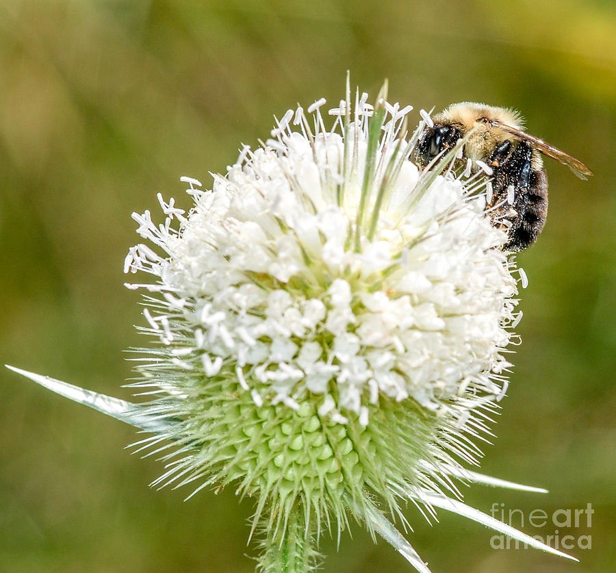 Bee Photograph - Pollinating bee Button Bush flower by Optical Playground By MP Ray