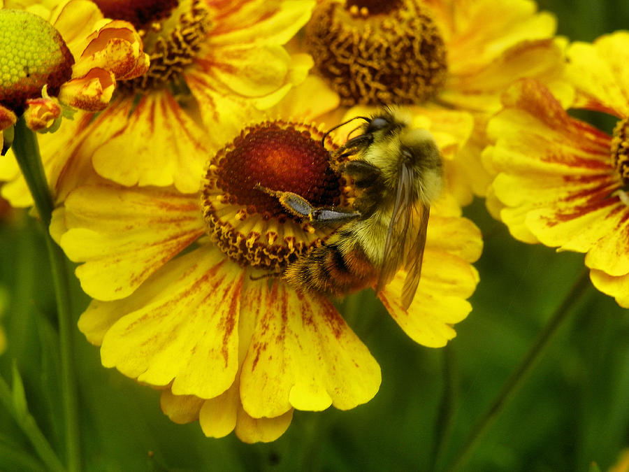 Pollinating Bee Photograph by Gene Cyr - Fine Art America