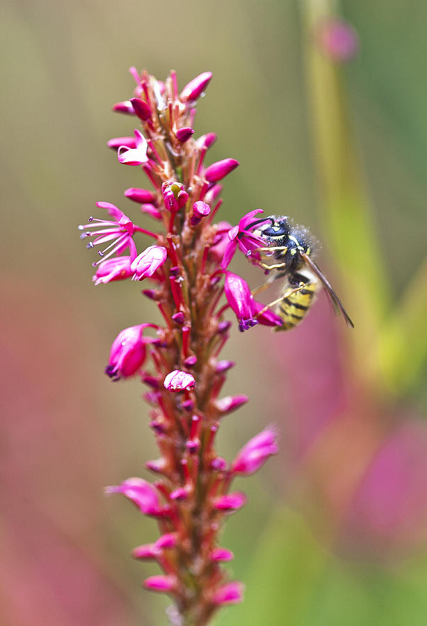 Pollinating Bee Photograph by Maj Seda