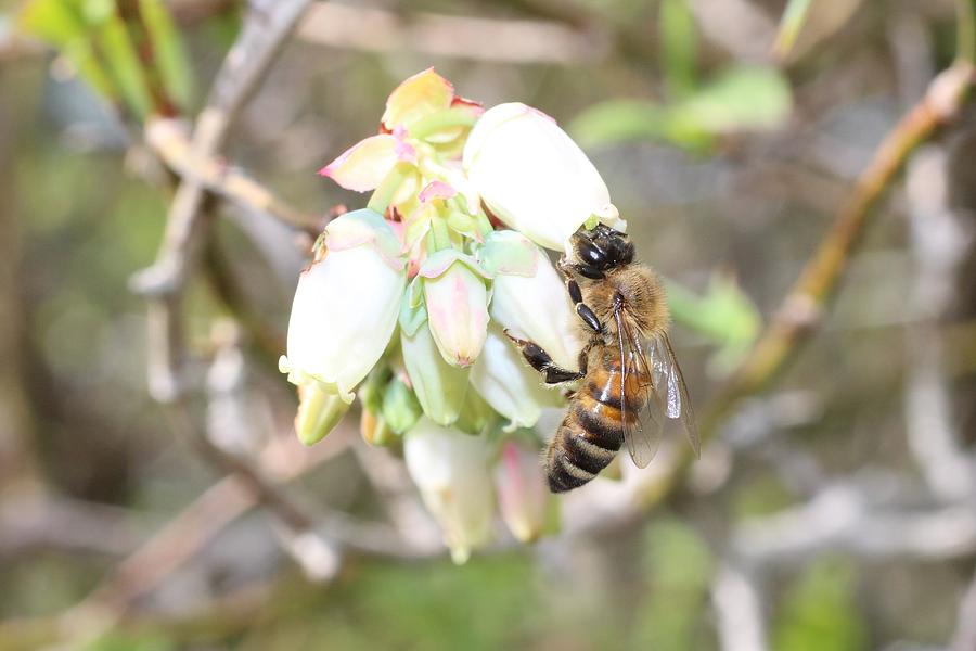 Pollinating Blueberries Photograph by Lucinda VanVleck - Fine Art America