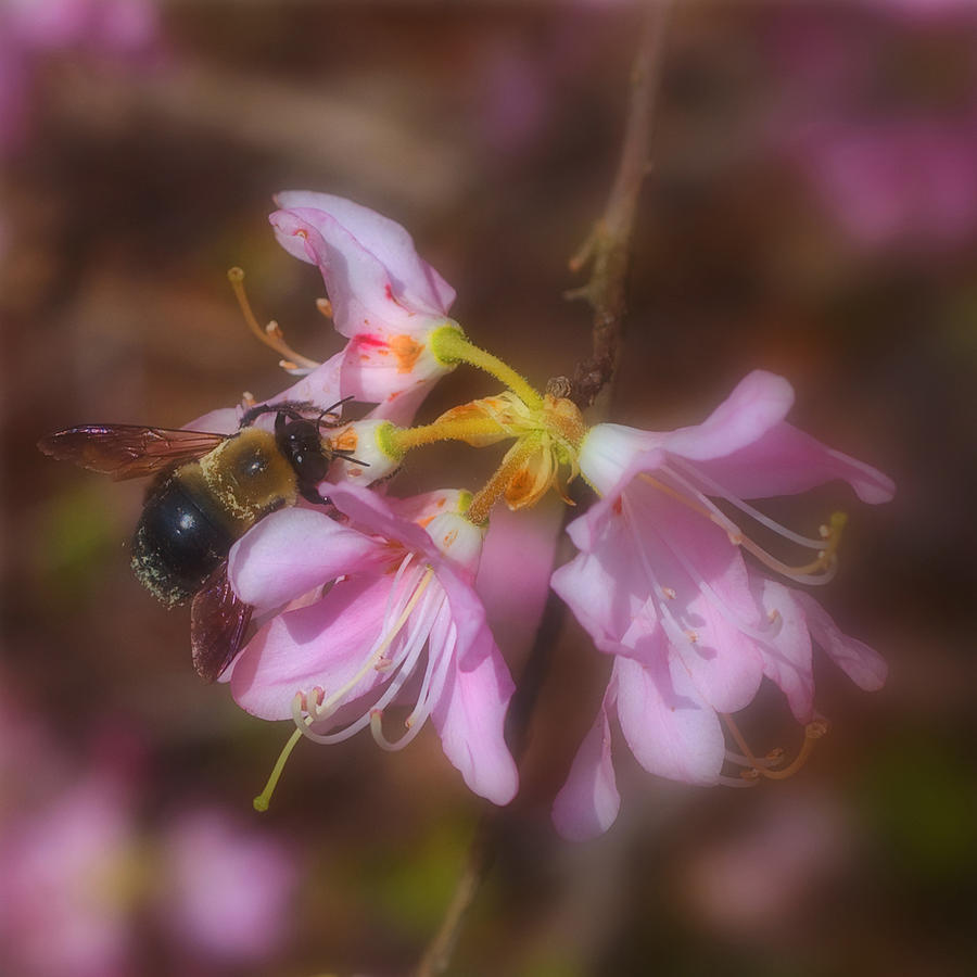 Pollinating Photograph by Joann Vitali