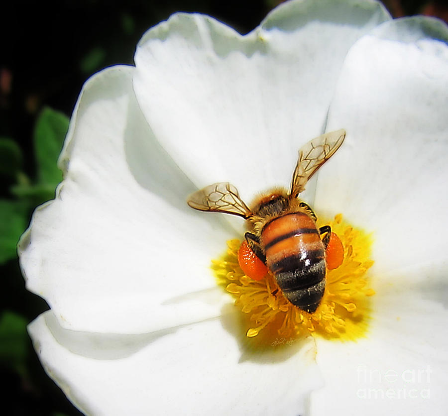 Pollinating Photograph by Lisa Redfern