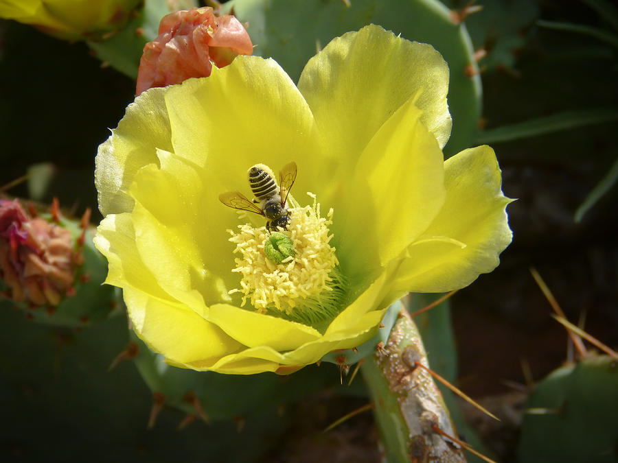 Pollinating Prickly Pear Flower Photograph