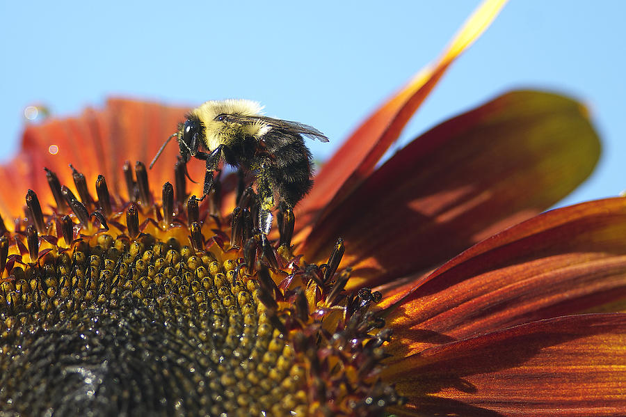 Pollinating Sunflower Seeds Photograph by Sharon Talson