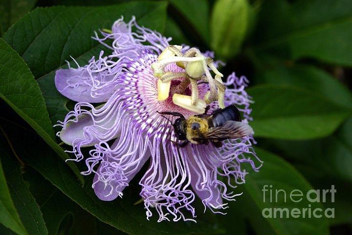 Pollination Photograph by Beth Ferris Sale