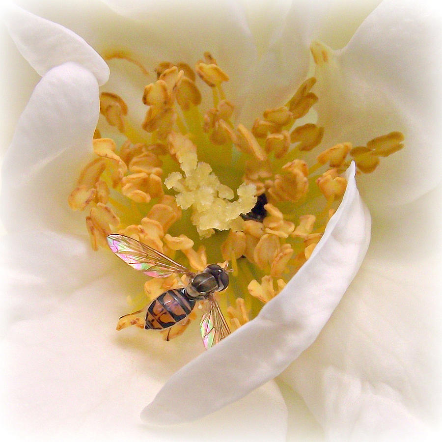 Pollination Of A Franklinia Tree Flower Photograph by Constantine Gregory