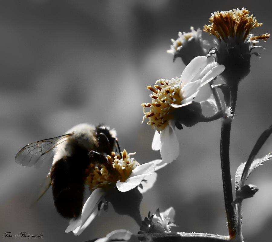 Pollination  Photograph by Debra Forand