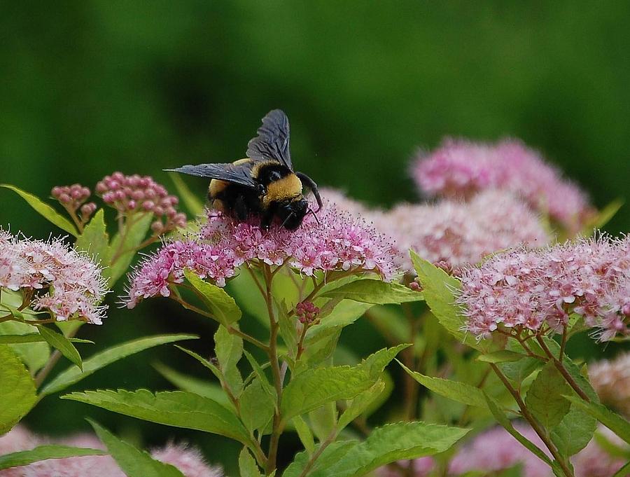 Pollination Photograph by Joe Granita