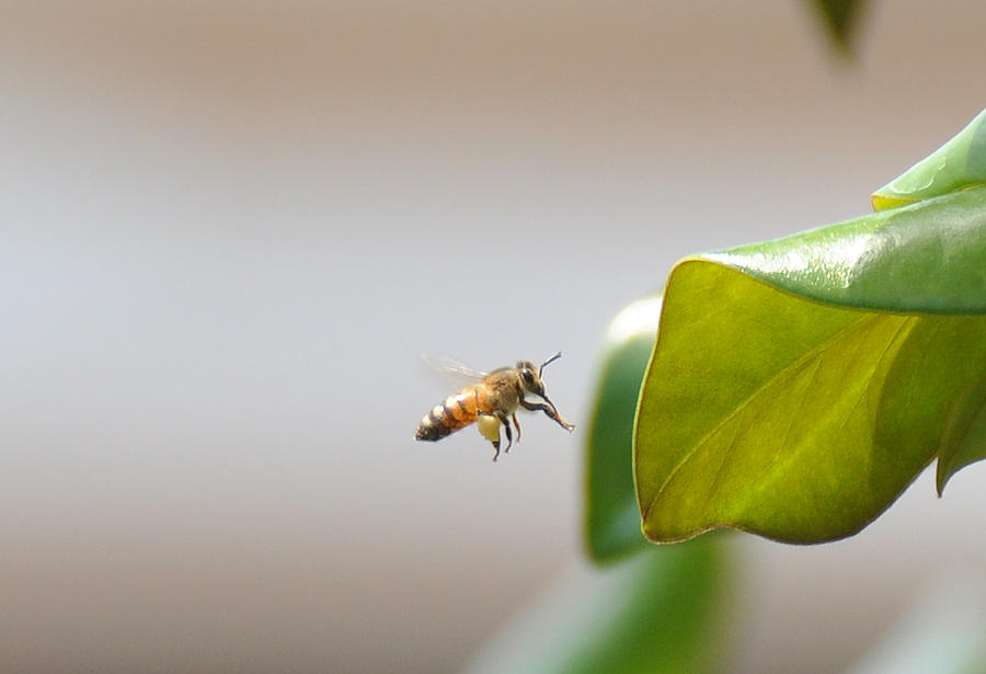 Pollination Photograph by John Black