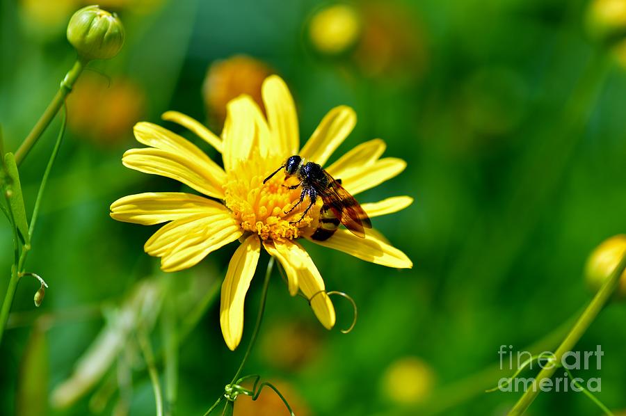 Pollination Photograph by Julie Adair