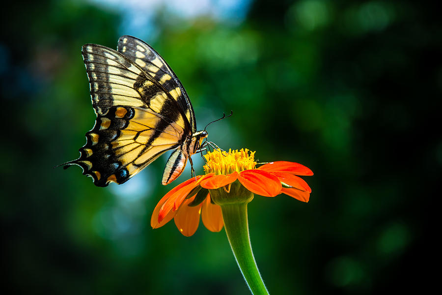 Pollination Photograph by Nathan Scott - Fine Art America