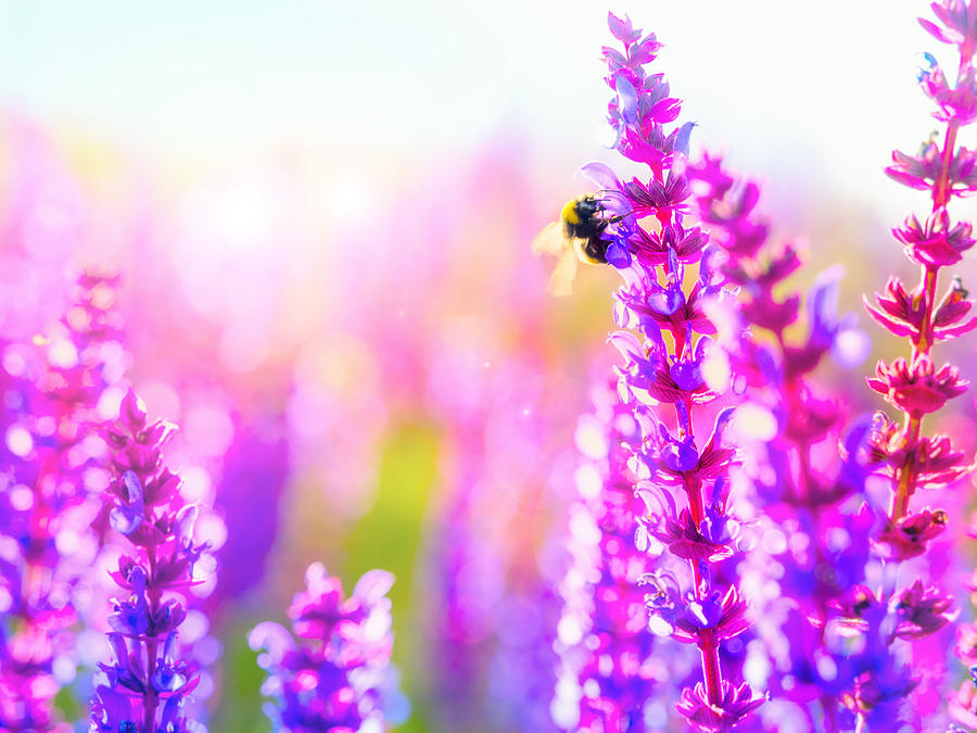 Pollination: Natures miracle process Photograph by PeopleImages