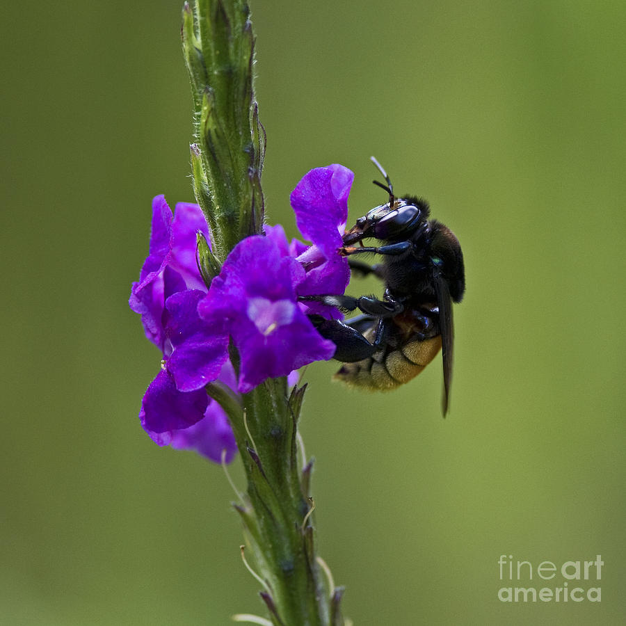 Nature Photograph - Pollination.. by Nina Stavlund