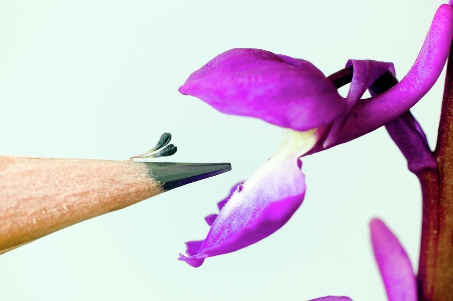 Orchid Photograph - Pollination Of Orchis Mascula by Dr Jeremy Burgess