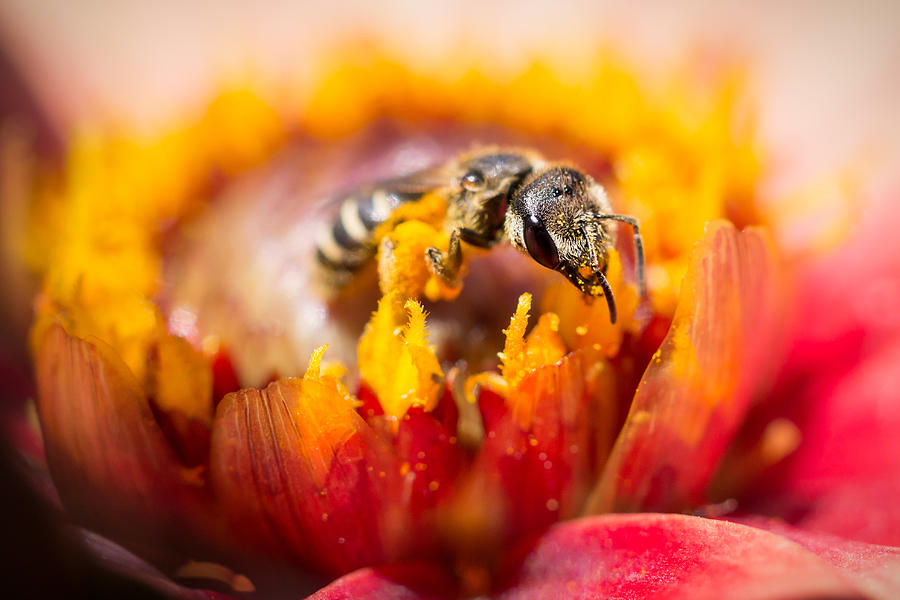 Nature Photograph - Pollination by Priya Ghose