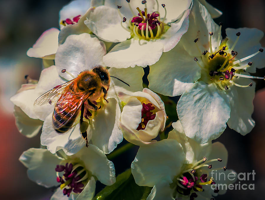 Animal Photograph - Pollination by Robert Bales