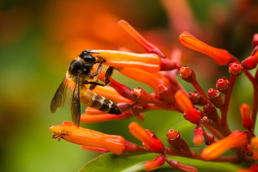 Pollination Photograph by SAURAVphoto Online Store