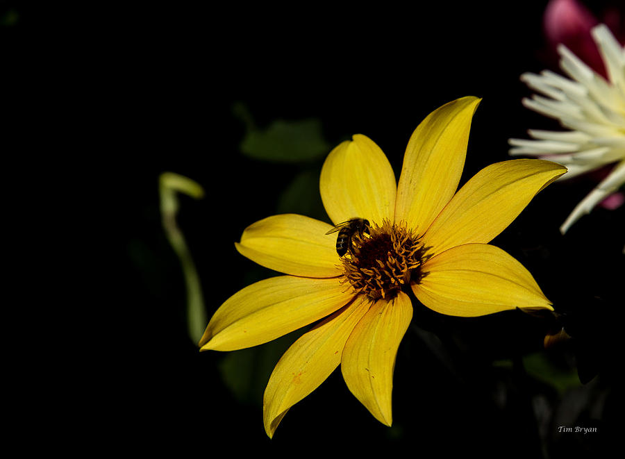Flower Photograph - Pollination by Tim Bryan