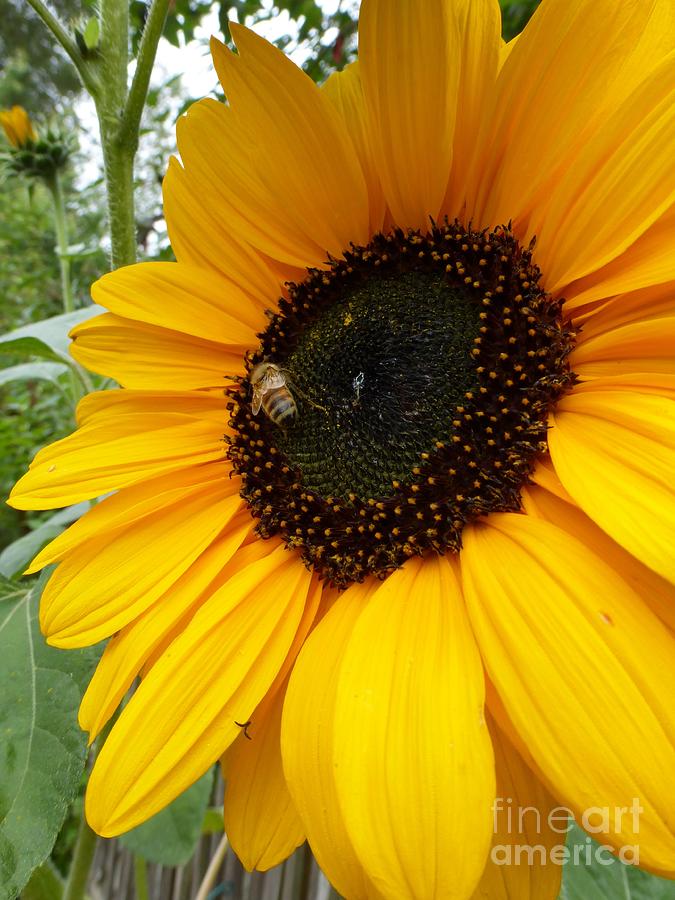 Honey Bee Photograph - Pollinator - Bee and Sunflower  by Helen Campbell