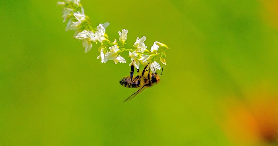 Pollinator Photograph