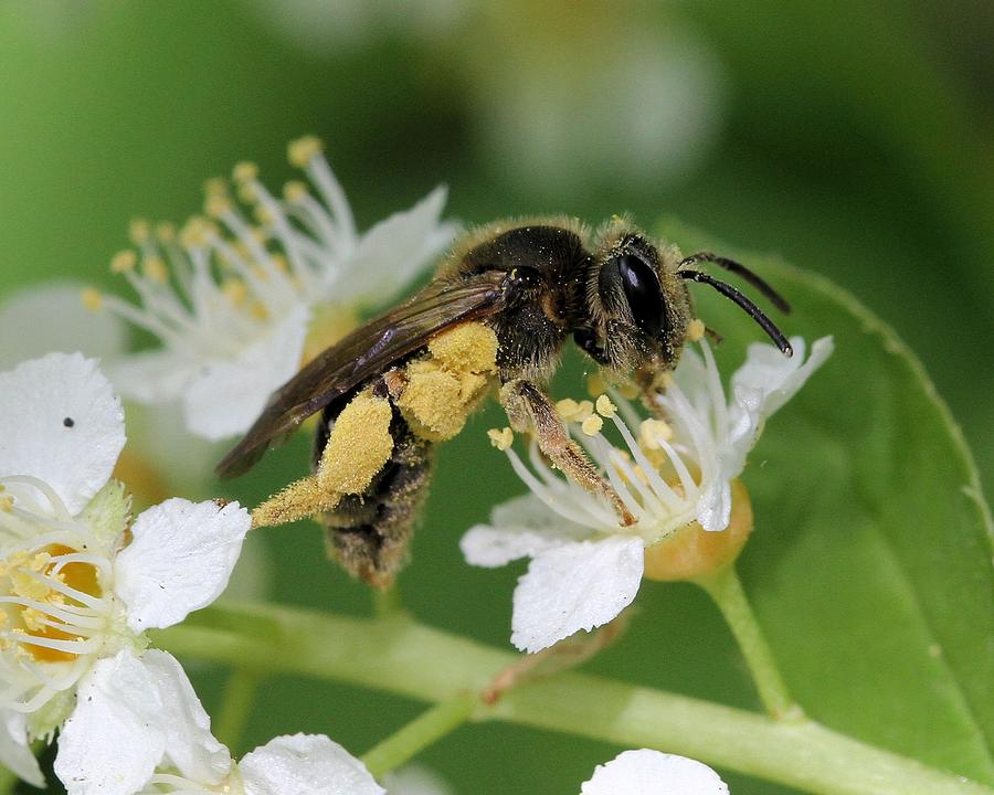Pollinator extraordinaire Photograph by Doris Potter