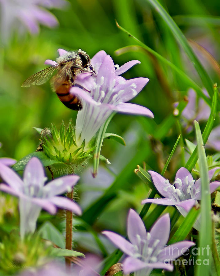 Pollinator Photograph by Olga Hamilton