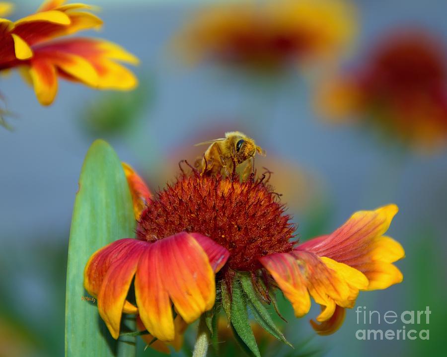 Pollinator Photograph by Patrick Witz