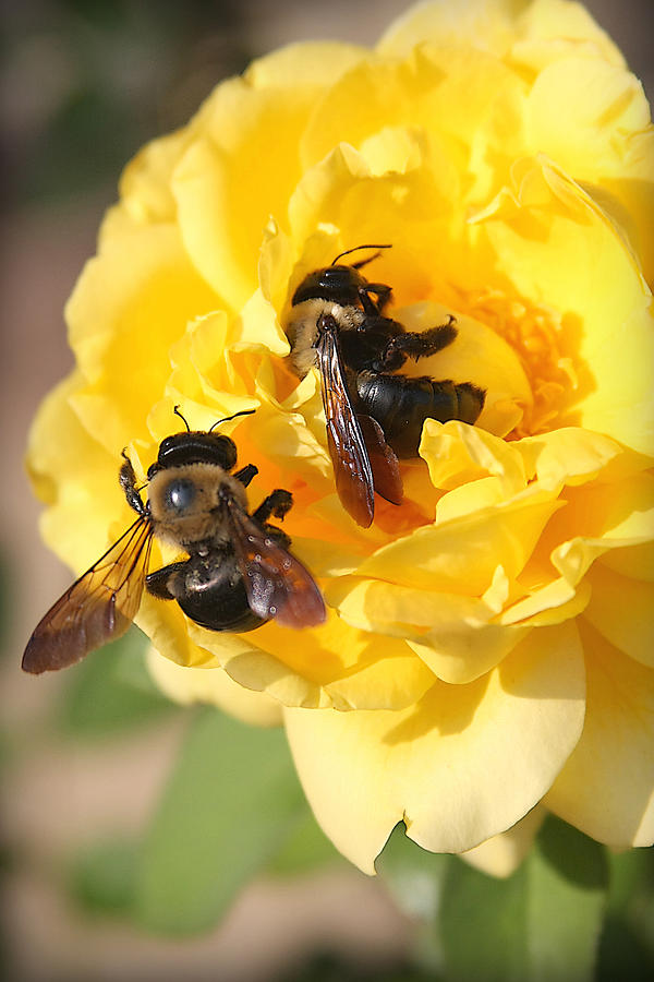 Pollinators Photograph by CarolLMiller Photography