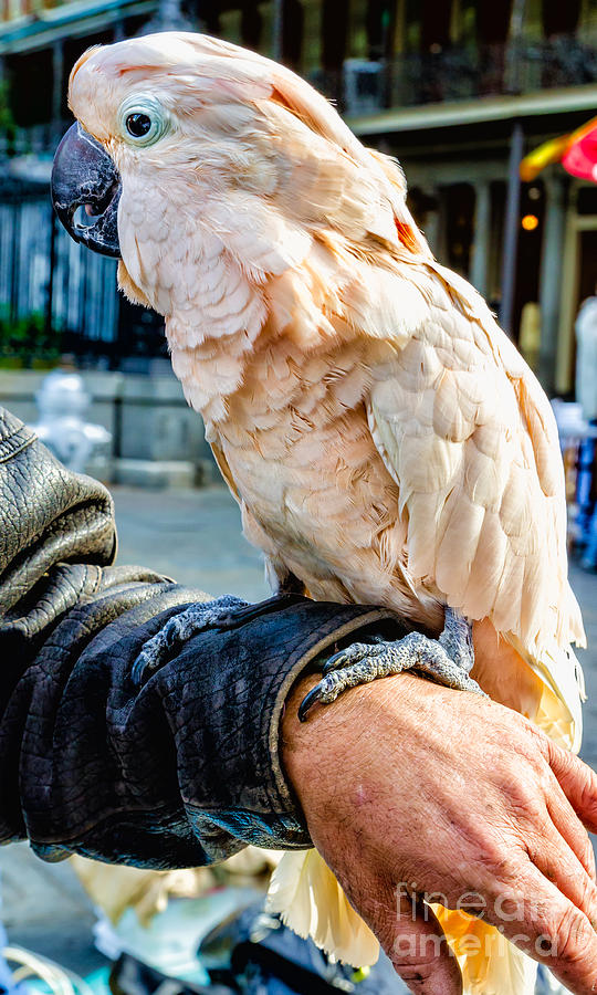 Parrot Photograph - Polly in Jackson Square NOLA by Kathleen K Parker