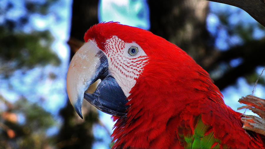 Polly Parrot Wants a Cracker Photograph by Bill Swartwout