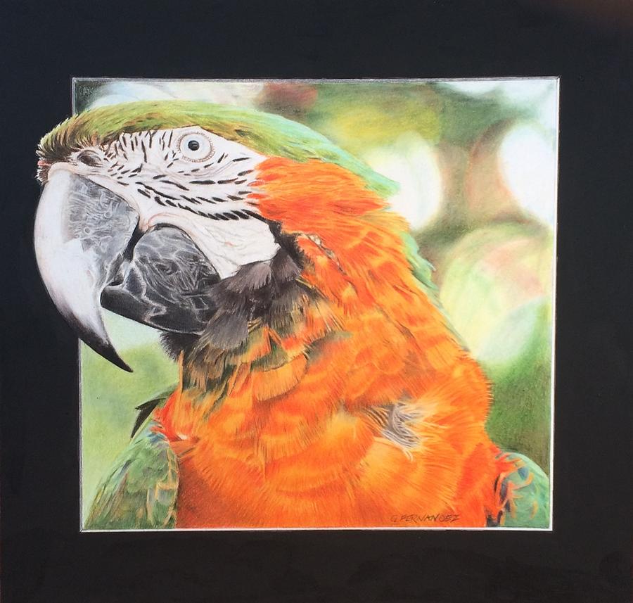Parrot Drawing - Pollys popping out by Gary Fernandez