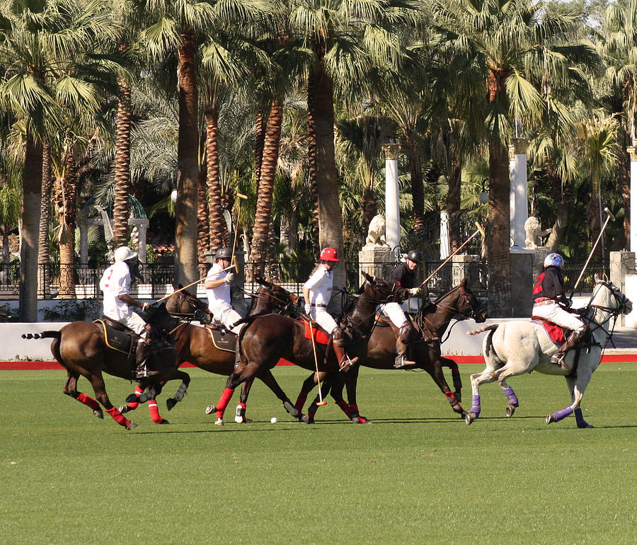 Polo Match Ponies Photograph by Kevin Thomas - Fine Art America