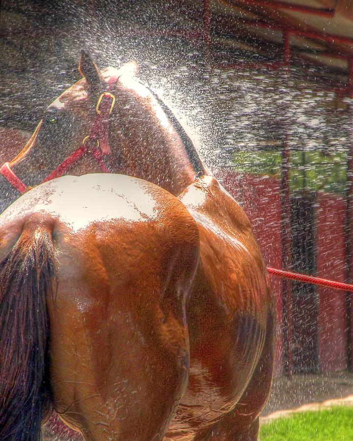 Polo Pony Shower Hdr 21061 Photograph