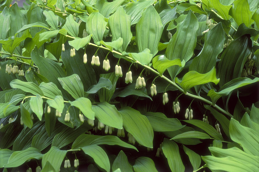 Polygonatum Multiflorum (solomons Seal) Photograph by Harley Seaway Polygonatum Multiflorum (solomons Seal) Photograph by Harley Seaway