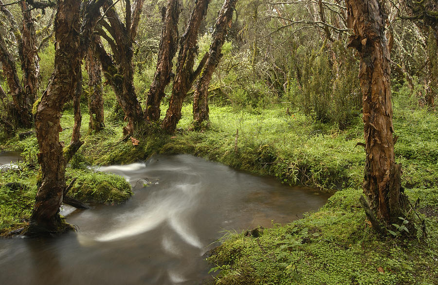 Polylepis Forest And Stream Ecuador Photograph by Pete Oxford