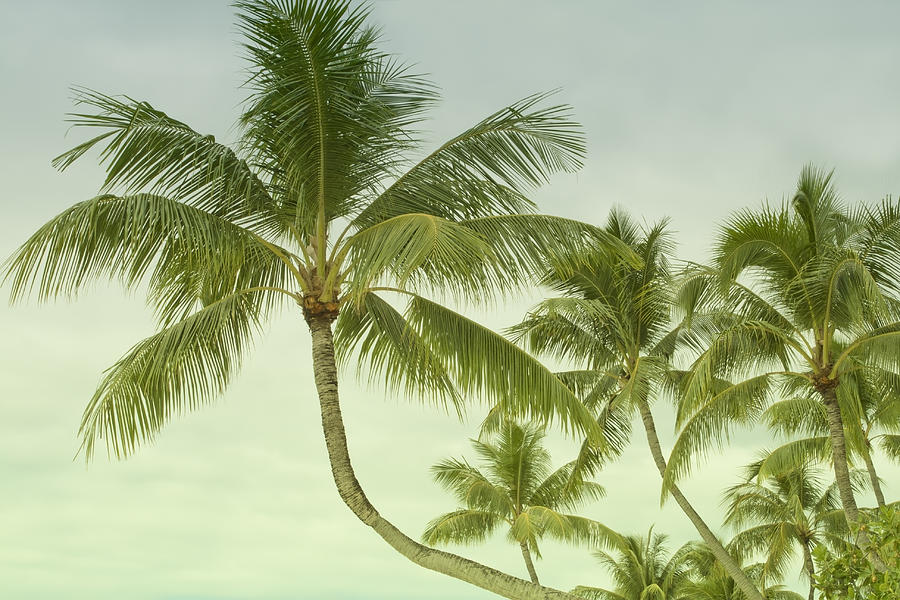 Polynesia Palm Trees Photograph by Gigi Ebert
