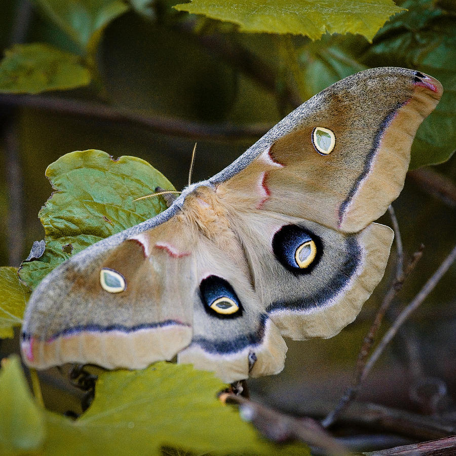 Polyphemous Moth on Branch Photograph by Michael Dougherty