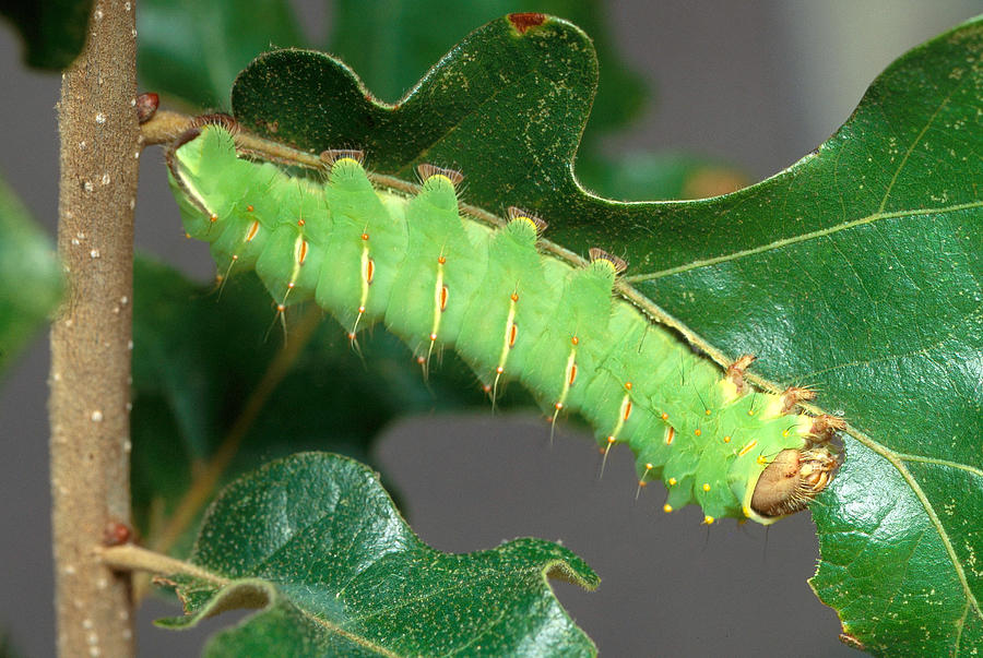 Polyphemus Caterpillar Photograph by Steve E. Ross