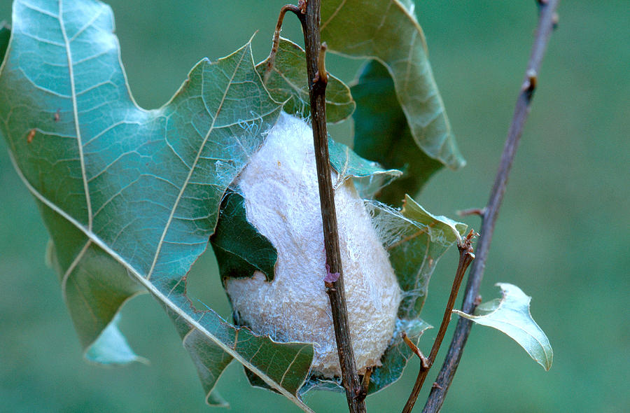 Polyphemus Moth Cocoon Photograph By Steve E. Ross - Pixels