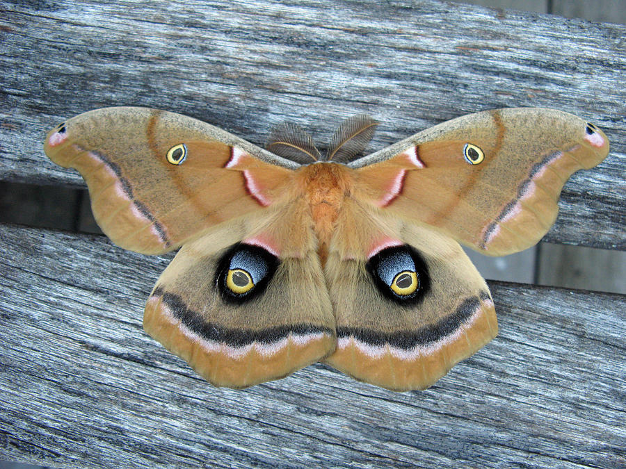 Polyphemus Moth Photograph by Robin Matterfis - Pixels