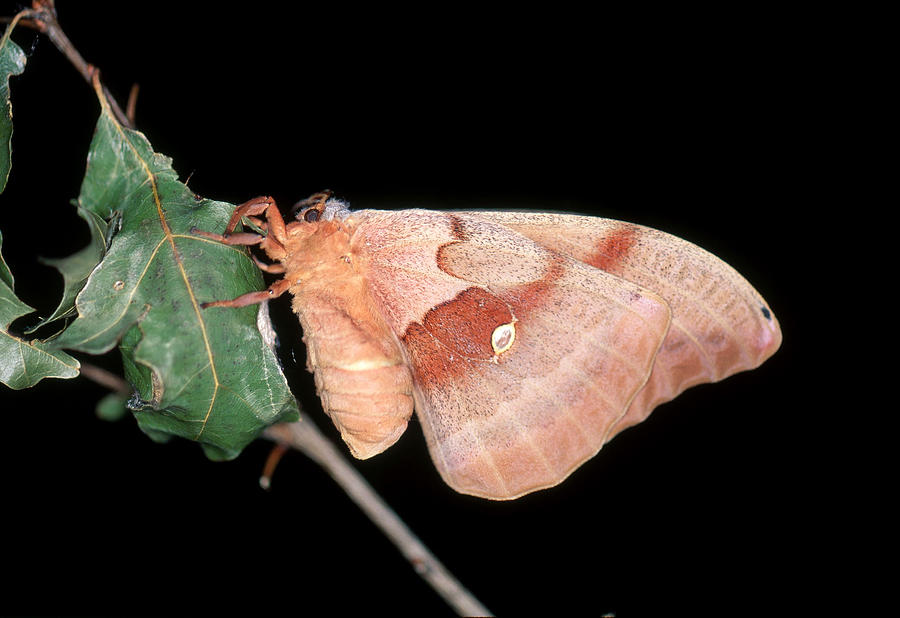 Polyphemus Moth Photograph by Steve E. Ross