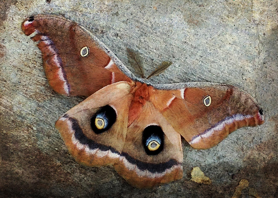 Polyphemus Moth Photograph by TnBackroadsPhotos