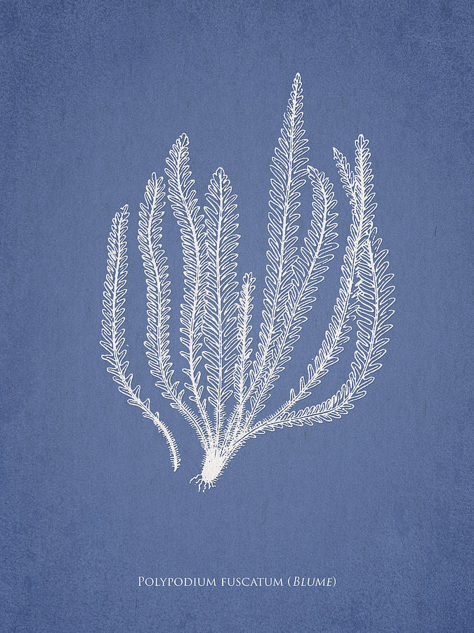 Nature Digital Art - Polypodium fuscatum by Aged Pixel
