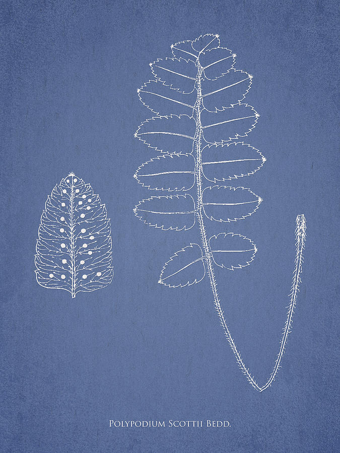Nature Digital Art - Polypodium Scottii by Aged Pixel