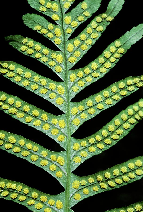 Polypody Fern (polypodium Vulgare) Photograph by Bruno Petriglia ...