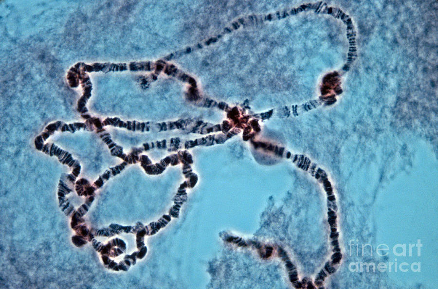 Polytene Chromosome Photograph - Polytene Chromosomes From Drosophila, Lm by David M. Phillips