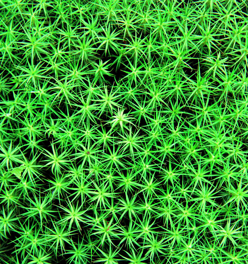 Polytrichum Commune Moss Photograph by Science Photo Library Polytrichum Commune Moss Photograph by Science Photo Library