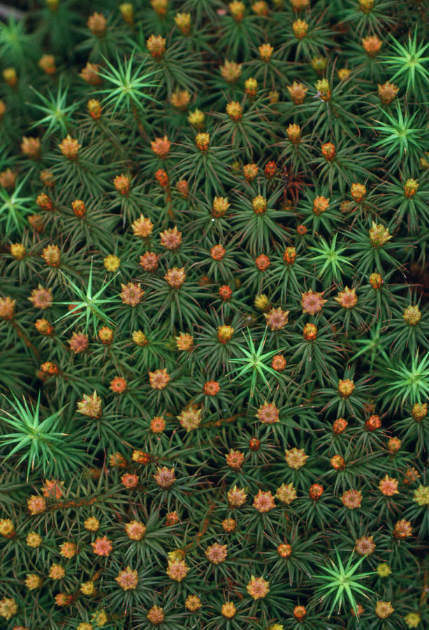 Polytrichum Moss With Male Sex Organs Photograph by Science Photo Library Polytrichum Moss With Male Sex Organs Photograph by Science Photo Library
