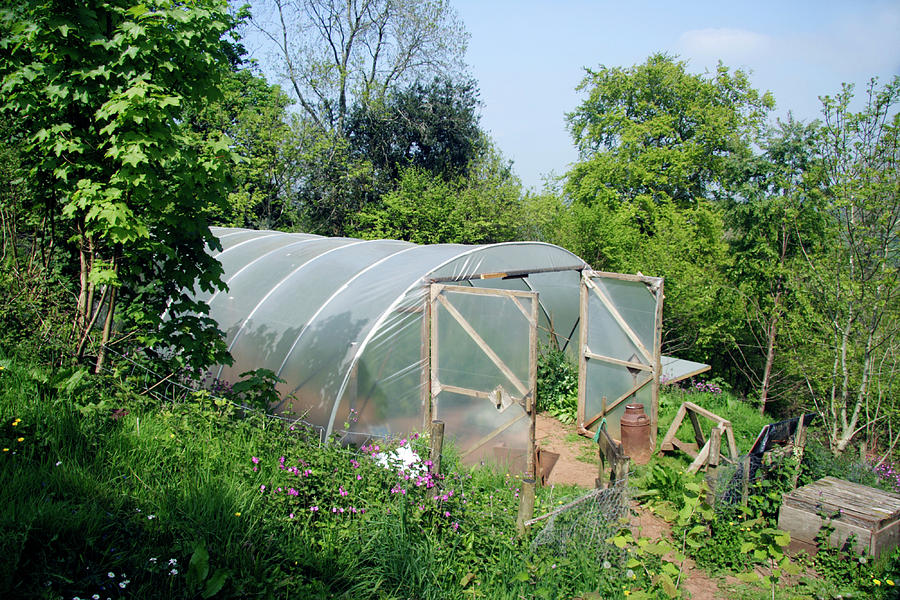 Polytunnel Photograph by Cordelia Molloy/science Photo Library